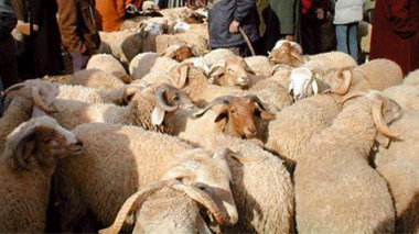 Le mouton de Ouled Djellal en fête à Biskra