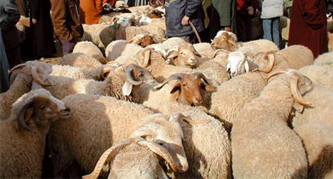 Le mouton de Ouled Djellal en fête à Biskra