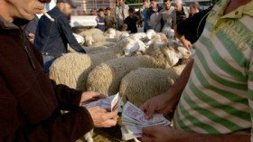 خمسون شبكة تروج عملة مزورة في أسواق الماشية