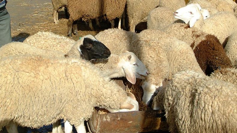 هذه هي “حيل” الموالين لتسمين كبش العيد