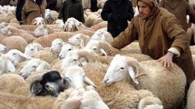 موالو الجلفة والمسيلة والأغواط يستولون على المراعي والمحميات بالبيض