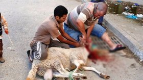 عليكم بالتحلي بالحيطة والحذر خلال استعمال أدوات أضحية العيد