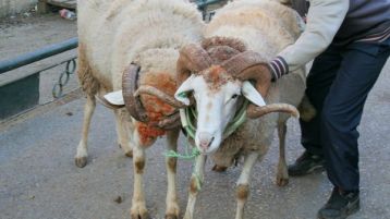 أعياد الكباش