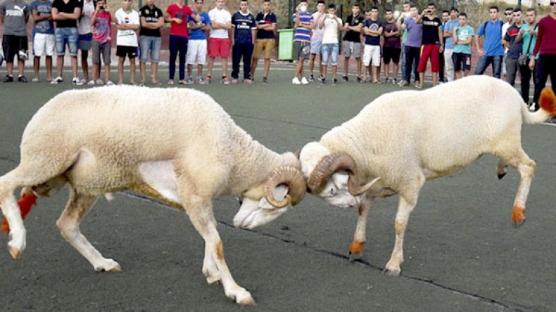 مواجهات بين مجموعات منحرفين في عنابة بسبب “مصارعة الكباش”