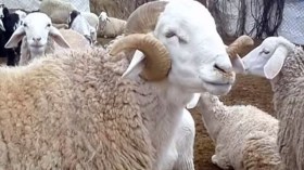 خروف معالي الوزير!