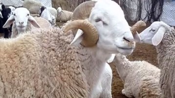 خروف معالي الوزير!