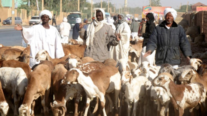 الماشية السودانية مصابة بامراض خطيرة تمنع استيرادها