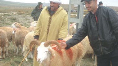 Cinq familles achètent un même mouton