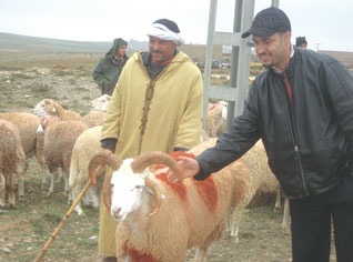 Cinq familles achètent un même mouton