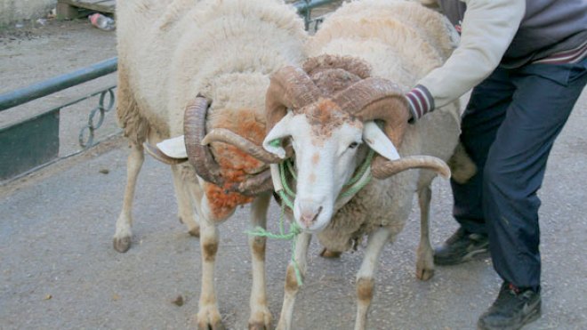 الأضحى.. ودرس عظيم في الثّبات أمام فتنة الأولاد