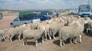 يسرقون.. ثم يتغافرون!