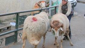 كباش تُنظف بـمسحوق الغسيل.. وتسقى الماء والسكر!