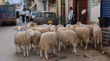 Aïd al-Adha-2013: des vétérinaires mobilisés pour contrôler le cheptel