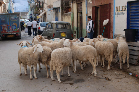 Aïd al-Adha-2013: des vétérinaires mobilisés pour contrôler le cheptel