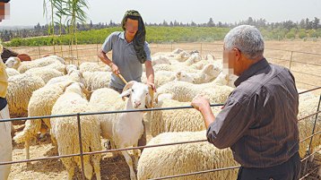 الشّعب ضدّ الشّعب؟!