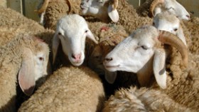 مرض الجدري يصيب ألاف رؤوس الأغنام بالجلفة