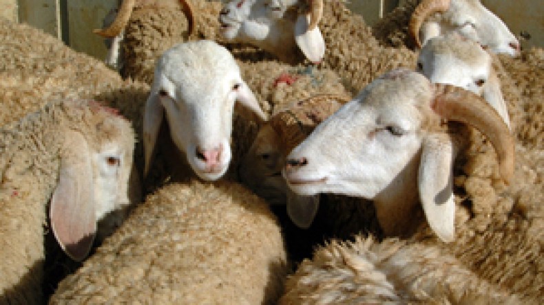 مرض الجدري يصيب ألاف رؤوس الأغنام بالجلفة