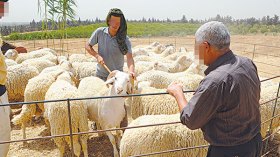 سماسرة يلهبون الأسعار و”كبش العيد” بـ7 ملايين!