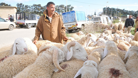 Le prix du mouton de la race d’Ouled Djellal inabordable à M’sila