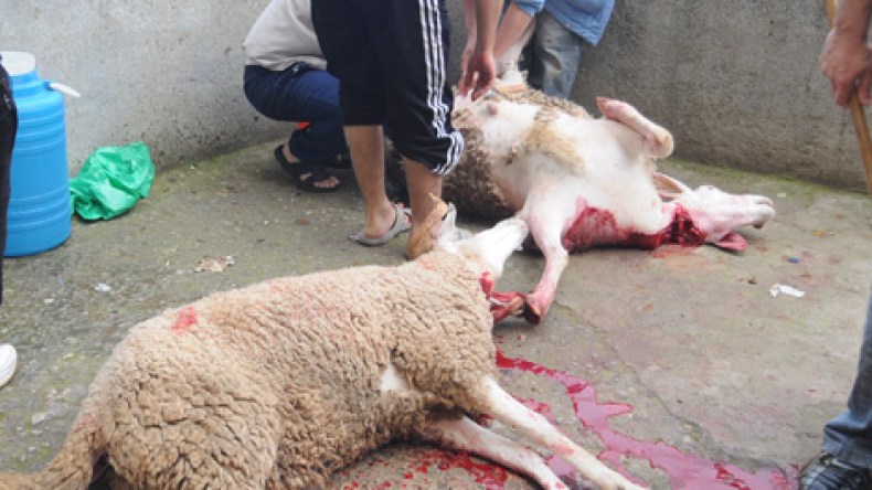 الجزائريون‮ ‬نحروا‮ ‬6‮ ‬ملايين‮ ‬أضحية‮ ‬في‮ ‬العيد