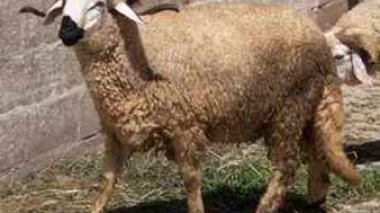 25% des algériens ont acheté le mouton de l'Aid el Adha à crédit l’an dernier