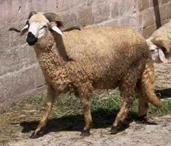 25% des algériens ont acheté le mouton de l'Aid el Adha à crédit l’an dernier