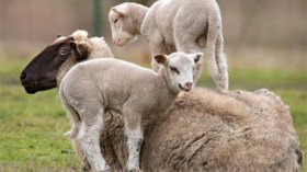 الحرارة تفتك بمئات الخرفان عبر عدة ولايات