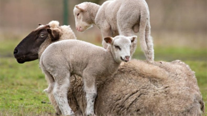 الحرارة تفتك بمئات الخرفان عبر عدة ولايات