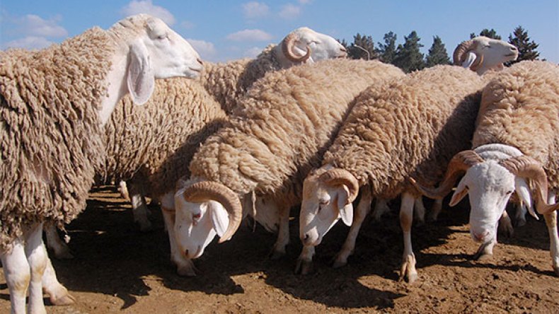 مواش تتيه خلال الزوابع الرملية بالنعامة وتدخل التراب المغربي