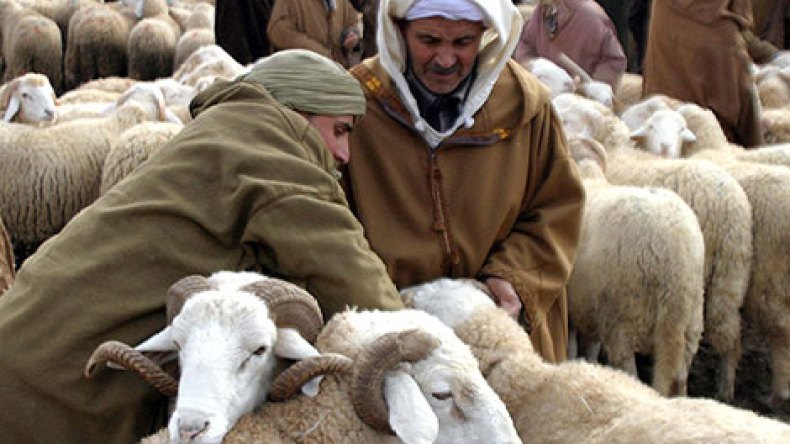 كباش بطعم الحمى القلاعية