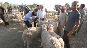 مخاوف من احتمال انتشار طاعون قادم من تونس