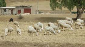 أكثر من مليوني رأس غنم مهددة بالموت بسبب الجفاف