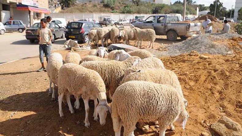 هذه هي تحفيزات السماسرة لبيع الأضاحي وإغراء الزبائن