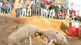 عائلات تبيت مع الكباش وتتسابق لشرائها قصد “الزوخ” والقمار