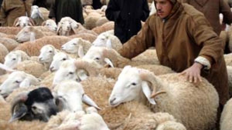 جزائريون “يعربنون” كبش العيد تجنبا للهيب الأسعار