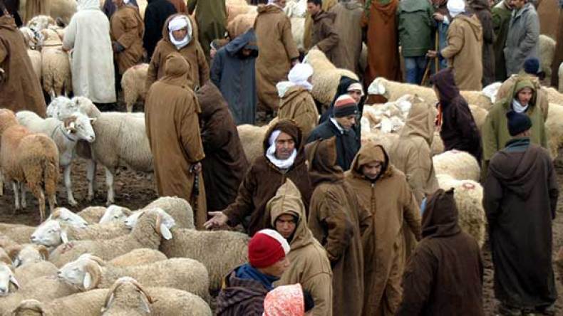 “الفينسيون” لتسمين الماشية وتجفيف جيوب الزوالية