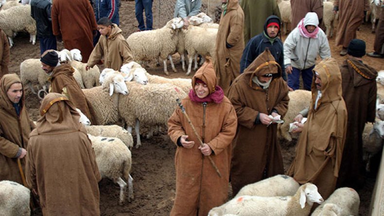 قانون الفوترة مرفوض وتطبيقه على الماشية يُحدث خللا في السوق