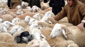 الشاة بـ18 ألف دينار والخروف بـ 25 ألف والأسعار مرشحة للإلتهاب إلى 6 ملايين قبيل عيد الأضحى