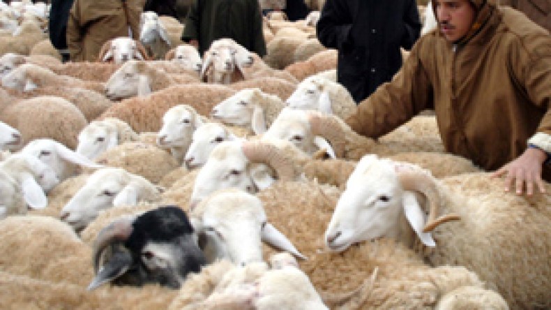 الشاة بـ18 ألف دينار والخروف بـ 25 ألف والأسعار مرشحة للإلتهاب إلى 6 ملايين قبيل عيد الأضحى