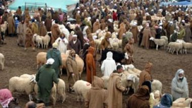 Algérie / 900.000 éleveurs réclament l’ouverture de 336 zones de pâturage.