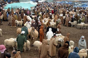 Algérie / 900.000 éleveurs réclament l’ouverture de 336 zones de pâturage.