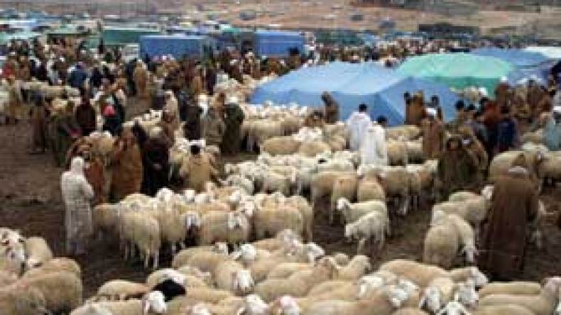 بلخادم يلتقي الموالين لاحتواء أزمة الأعلاف وانهيار أسعار المواشي