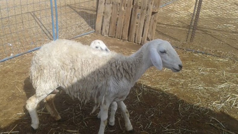 “الرخلة” تجتاح الأسواق بـ 22 ألف دينار والزوالية يتهافتون عليها