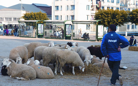 A l’approche de l’Aïd El Adha: pas de vente de cheptel sans autorisation