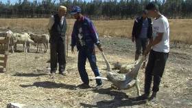 الجدري يتسبب في نفوق عشرات رؤوس الأغنام عشية عيد الأضحى