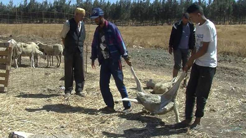 الجدري يتسبب في نفوق عشرات رؤوس الأغنام عشية عيد الأضحى