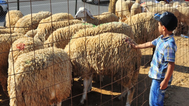 كبش العيد بالميزان.. وفتوى تحرّم العملية