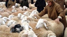 ارتفاع بين 3000 و4000 دج في أسعار الماشية بأسواق الجلفة