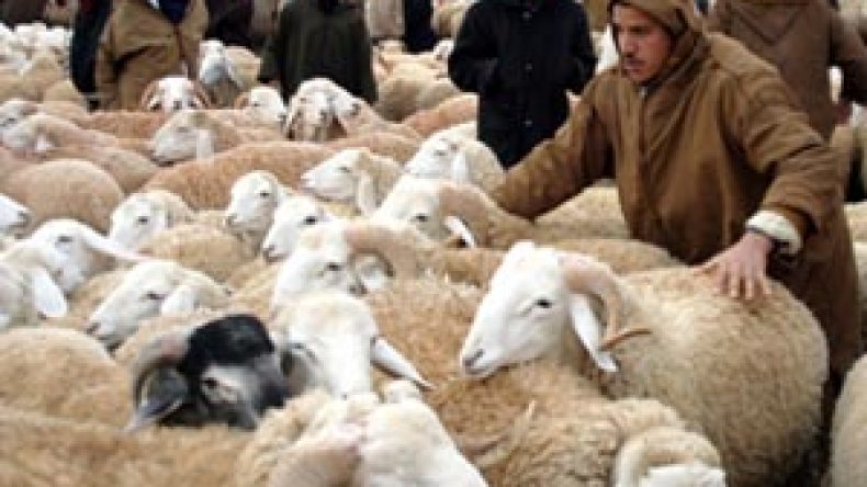 ارتفاع بين 3000 و4000 دج في أسعار الماشية بأسواق الجلفة