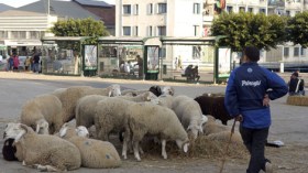 1000‭ ‬مليار متداولة في‮ ‬سوق الماشية‮ ‬يوميا